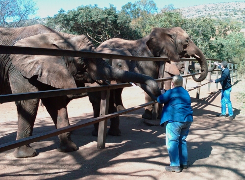 Elephant Sanctuary 