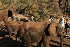 Elephant sanctuary