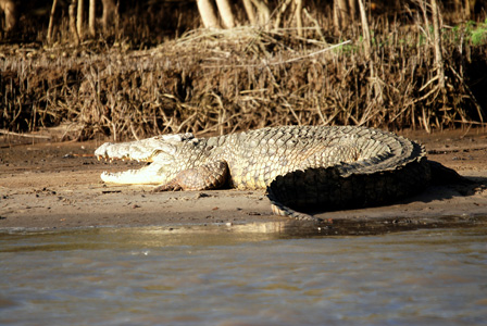 Crocodile