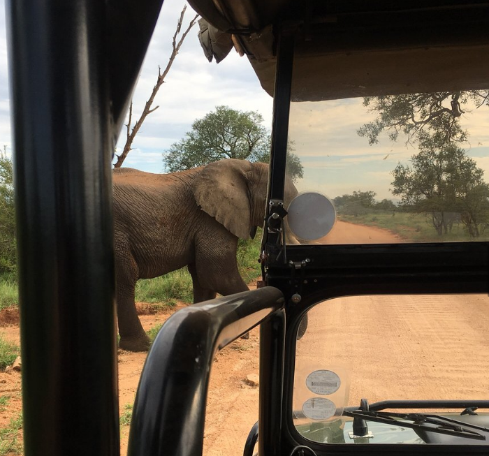 OSV elephant