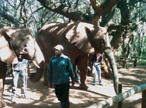 Elephant Sanctuary 