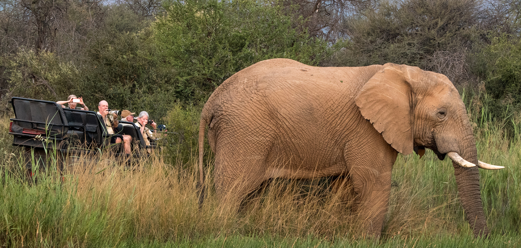 Elephant