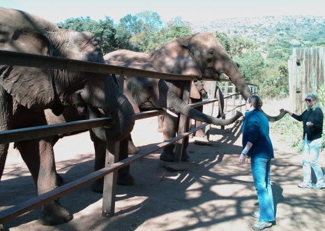 Elephant Sanctuary 