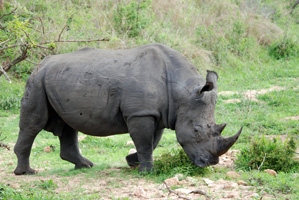 Rhino