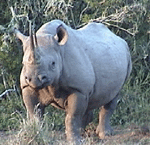 Rhino