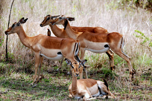 3 Day Kruger National Park Tour