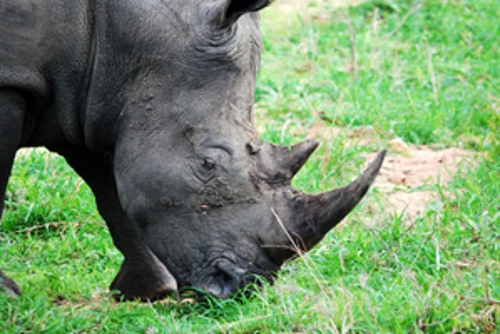 3 Day Kruger National Park Tour