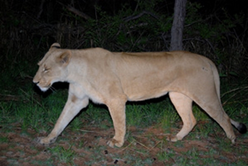 3 Day Kruger National Park Tour