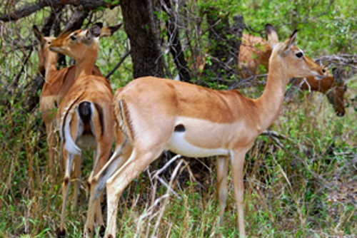 3 Day Kruger National Park Tour
