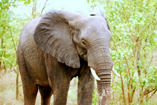 7 Day Kruger National Park Tour