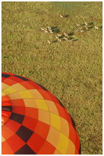 Balloon Safari