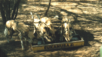Cheetah Sanctuary