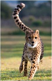 Cheetah Sanctuary