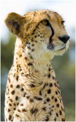Cheetah Sanctuary