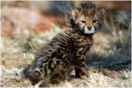 Cheetah Sanctuary