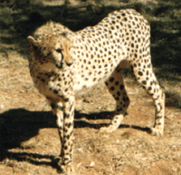 Cheetah Sanctuary