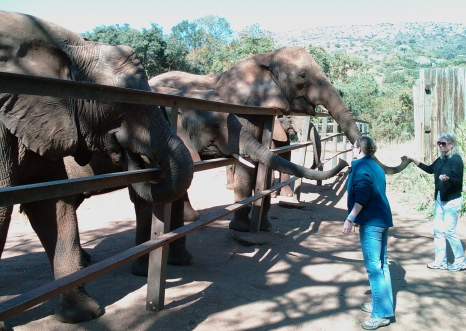 Elephant Sanctuary